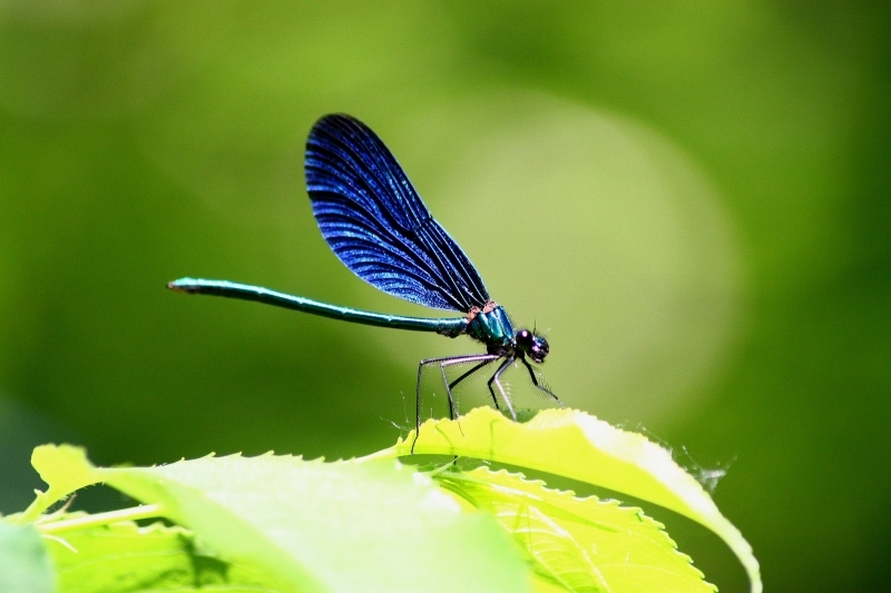 Calopteryx sp ?